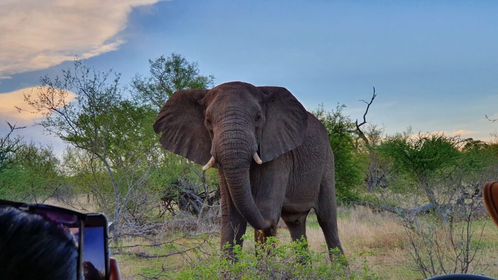 Safari au Kruger National Park