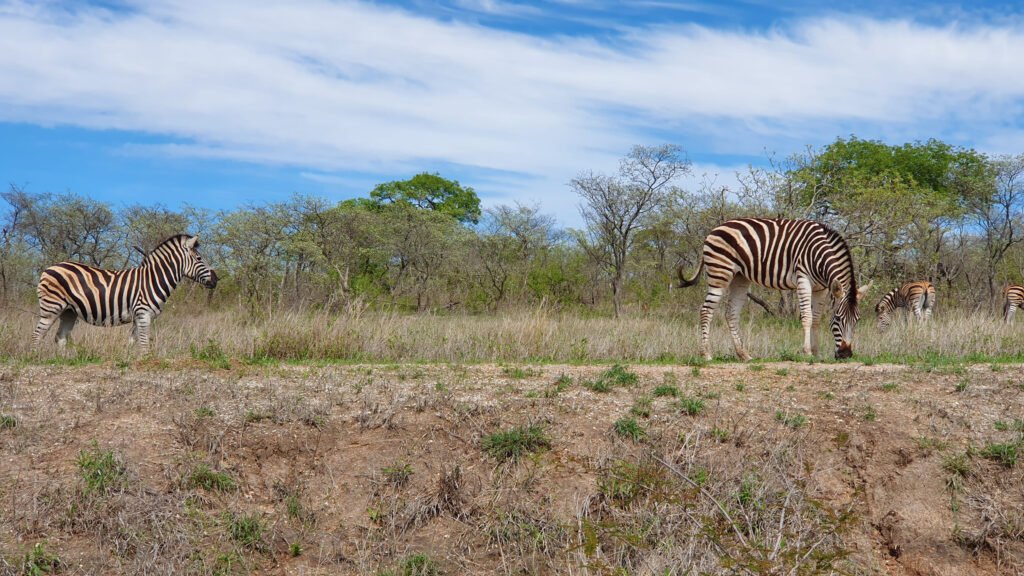 Safari au Kruger National Park