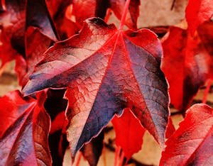 Red and Brown Plant Leaf in Closeup Photo