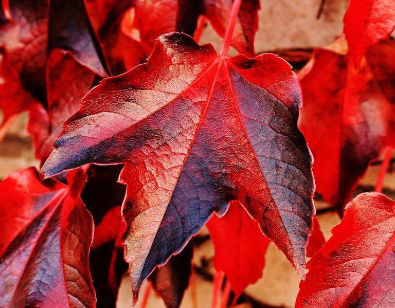 Red and Brown Plant Leaf in Closeup Photo