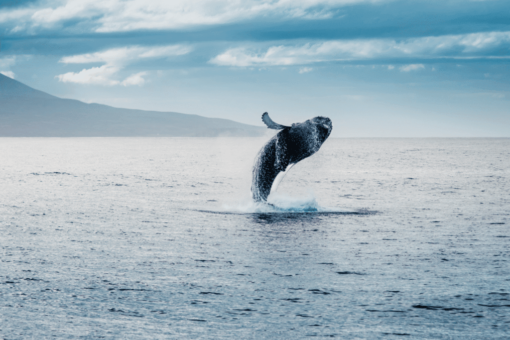 que faire en islande